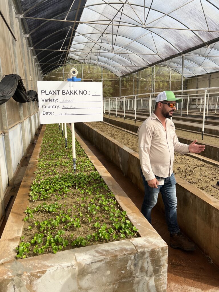 A man stands near a plant propagation bed at a coffee nursery.